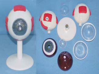 Eye Model