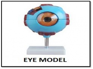 Eye Model